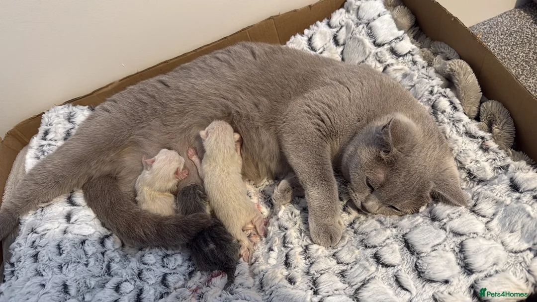 Mixed Breed cats for sale: British Shorthair X Ragdoll Kittens  in Eastbourne - Advert 2
