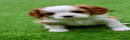 Cavalier King Charles Spaniel dogs for sale: Cavalier Boy Available - Advert 10