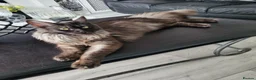Maine Coon cats for sale: Beautiful Black smoke ACTIVE Maine coon  - Advert 4