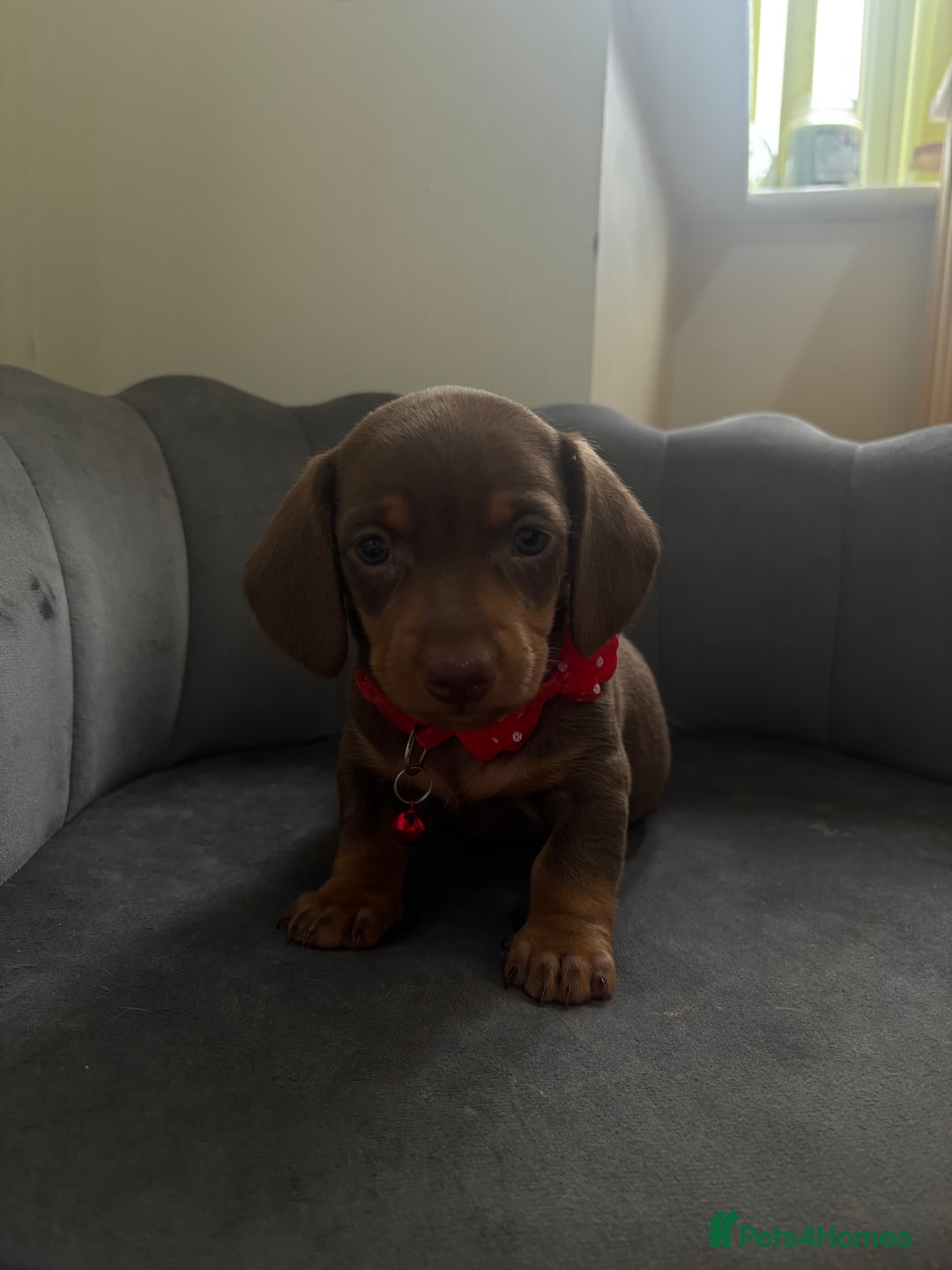 Miniature Dachshund dogs for sale: Stunning mini sausages  - Image 2