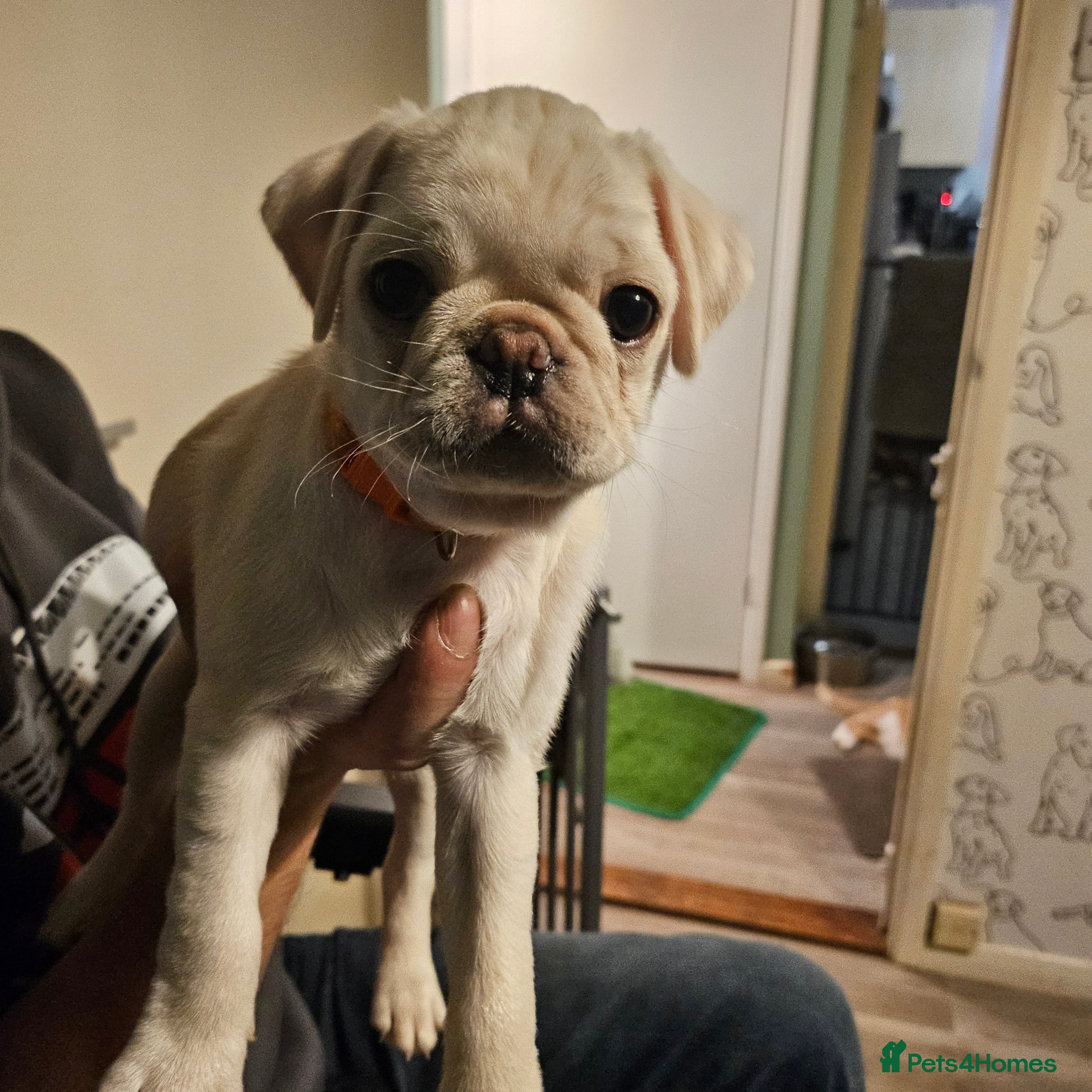 Pug dogs Pug Cream Maskless Boy Last Pup. - Advert 3