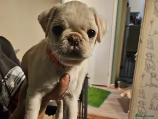 Pug dogs Pug Cream Maskless Boy Last Pup. - Advert 3