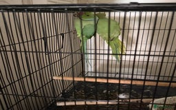 Budgerigars birds for sale: FLASH SALE TODAY ONLY Ringneck Breeder Pair £255 - Image 1