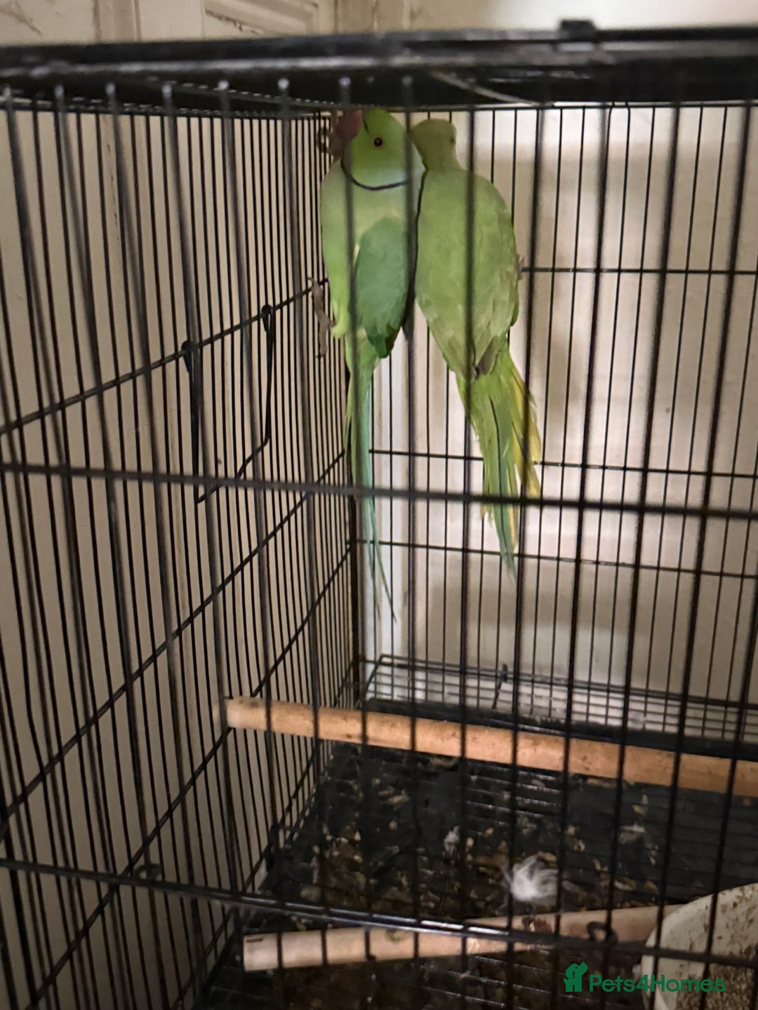 Budgerigars birds for sale: FLASH SALE TODAY ONLY Ringneck Breeder Pair £255 - Image 1