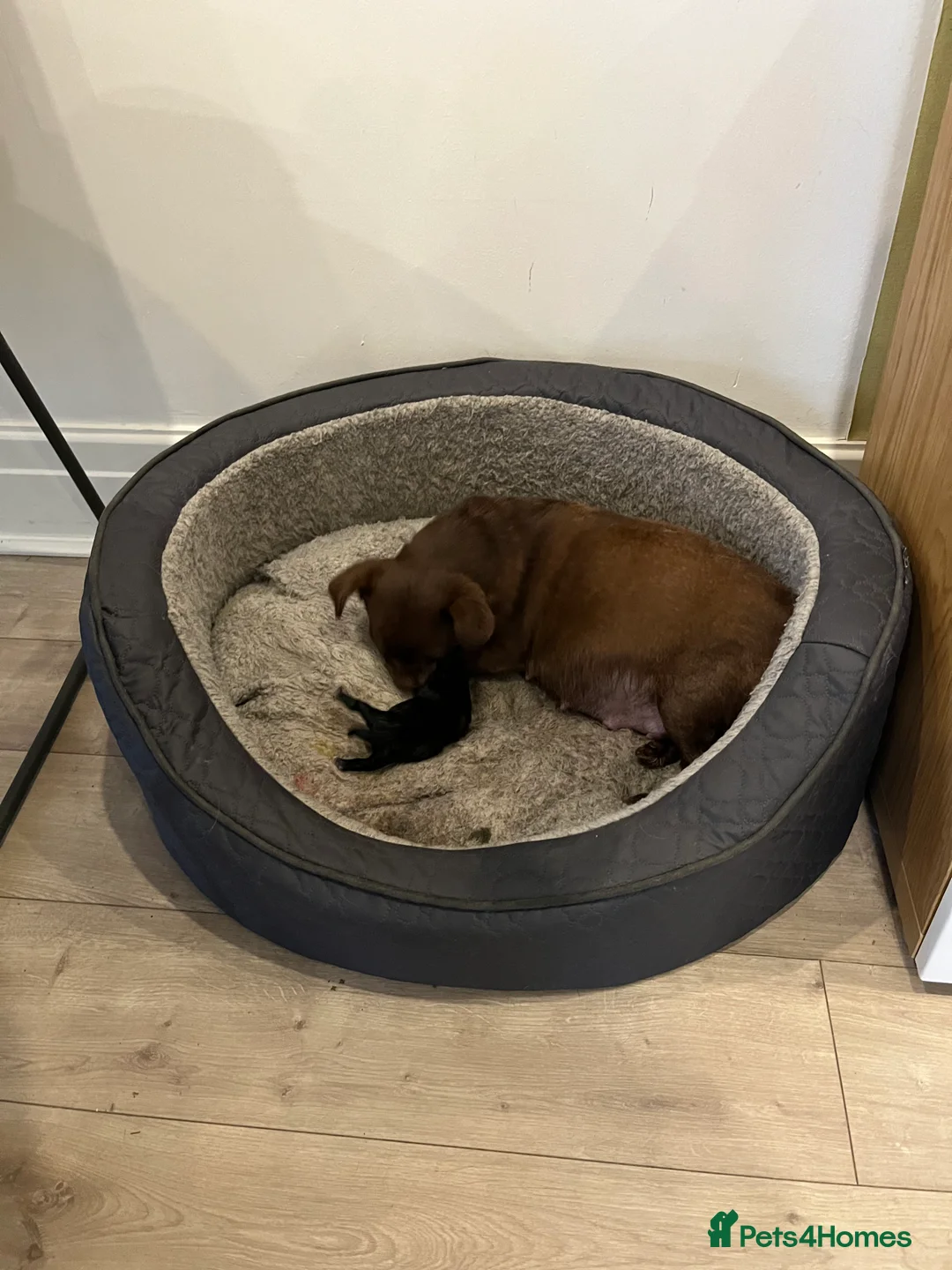 Mixed Breed dogs for sale: Malchi pups available  - Advert 9