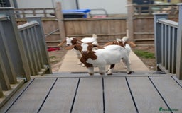 Goats livestock for sale: Boer Kids - Image 4