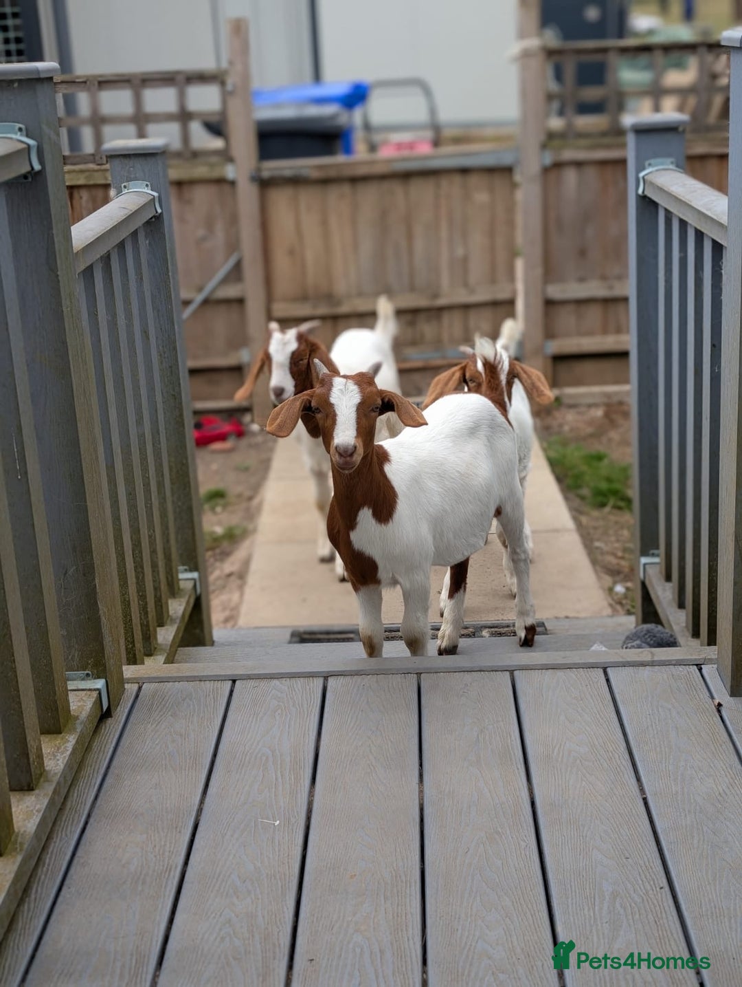Goats livestock for sale: Boer Kids - Image 4