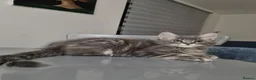 Maine Coon cats for sale: King size Purebred Maine Coon kittens  - Advert 14