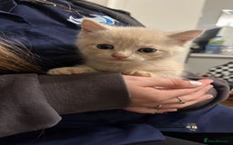 Mixed Breed cats for sale: gorgeous mixed breed kittens  - Image 2