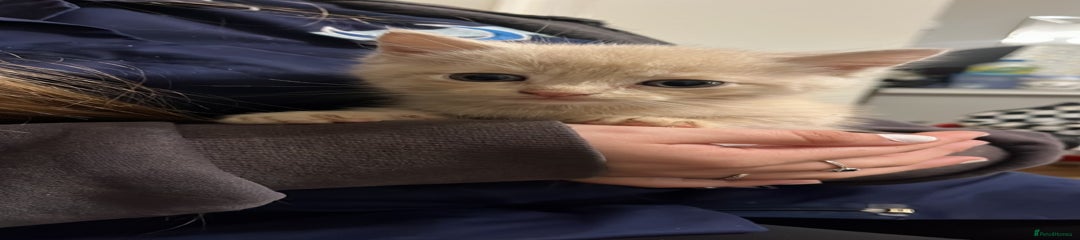 Mixed Breed Kitten 2