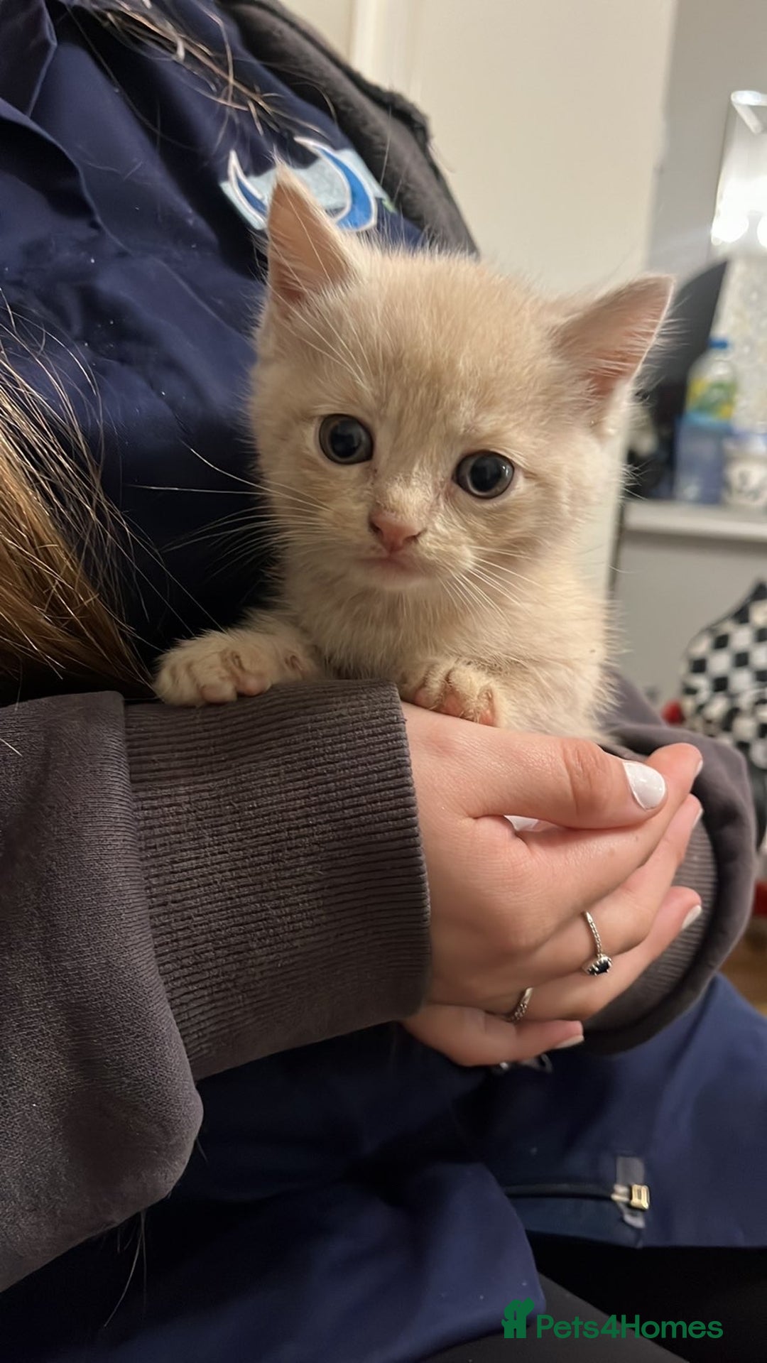 Mixed Breed cats for sale: gorgeous mixed breed kittens  - Image 2