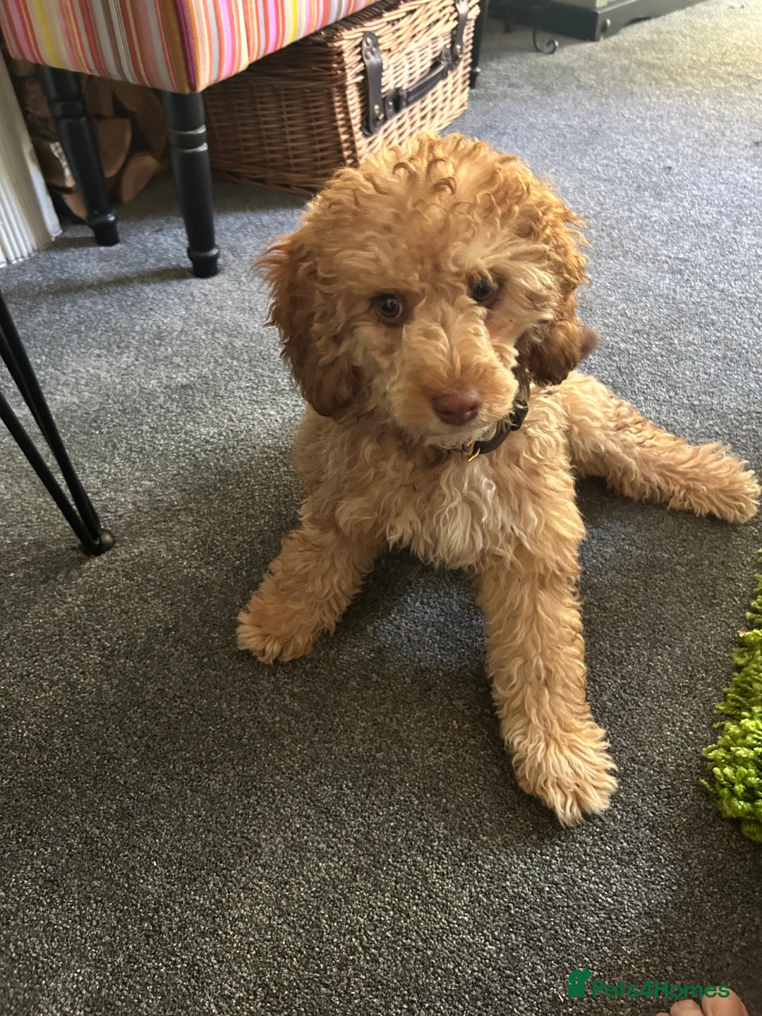 Cockapoo dogs for sale: Adorable Cockapoo  - Image 3