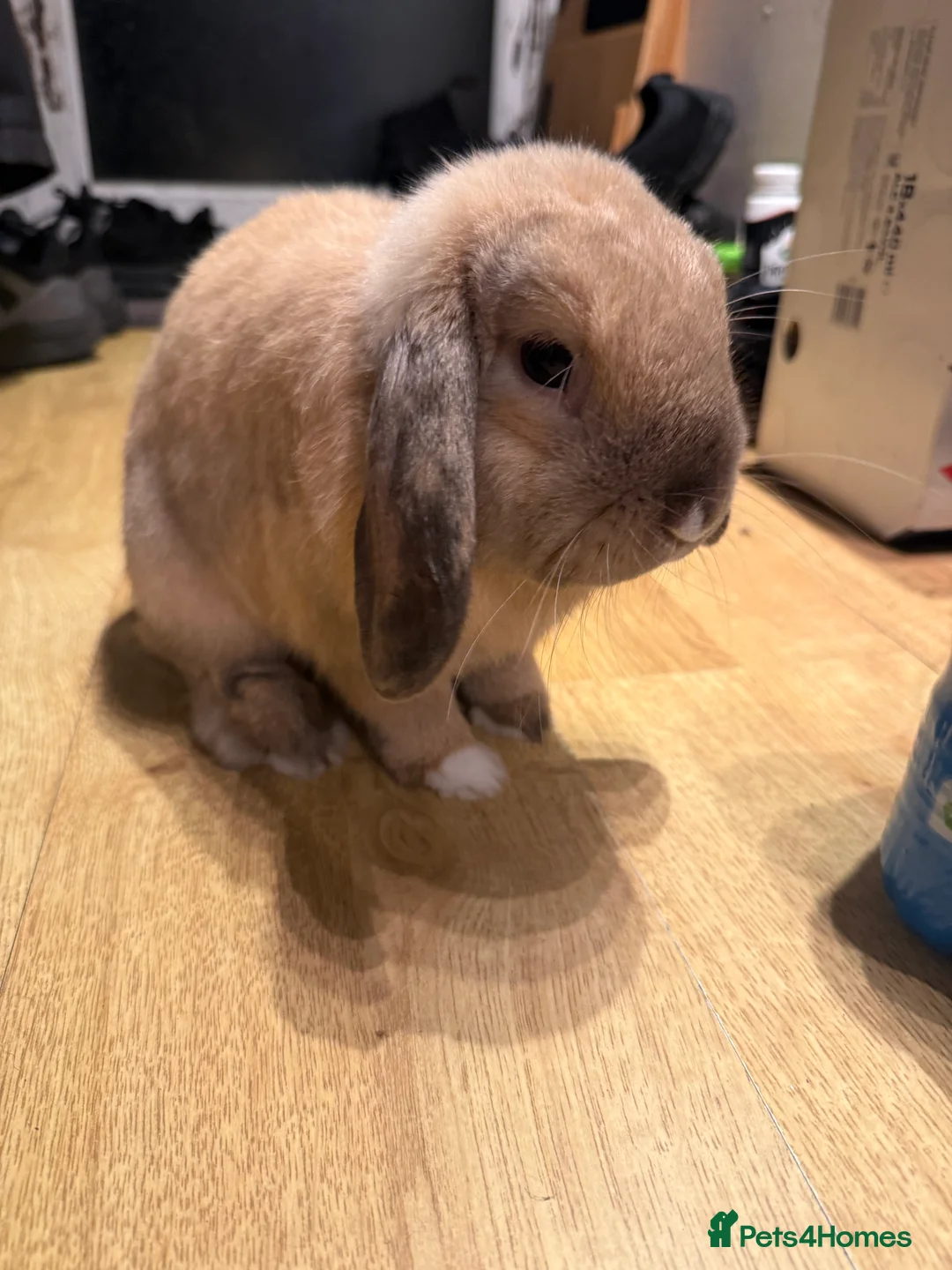 Cashmere Lop rabbits for sale: URGENTLY looking for a new home.  - Advert 3