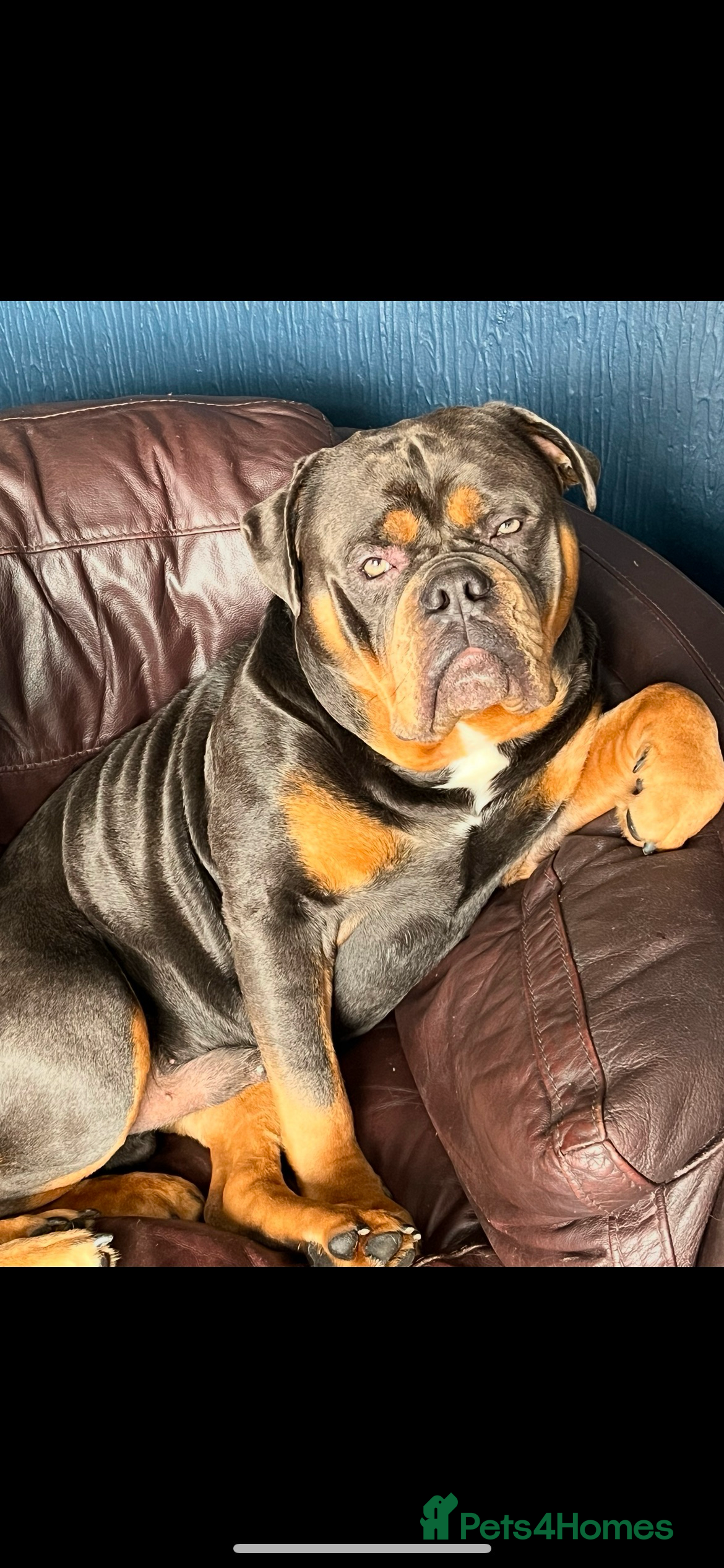 Olde English Bulldogge dogs Olde English bulldog stud  - Advert 3