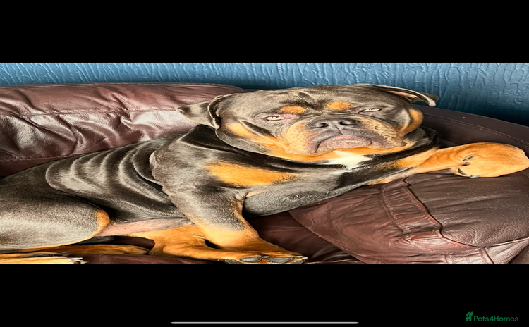 Olde English Bulldogge dogs - Advert 1