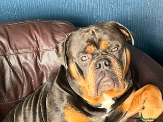 Olde English Bulldogge dogs for stud - Advert 1