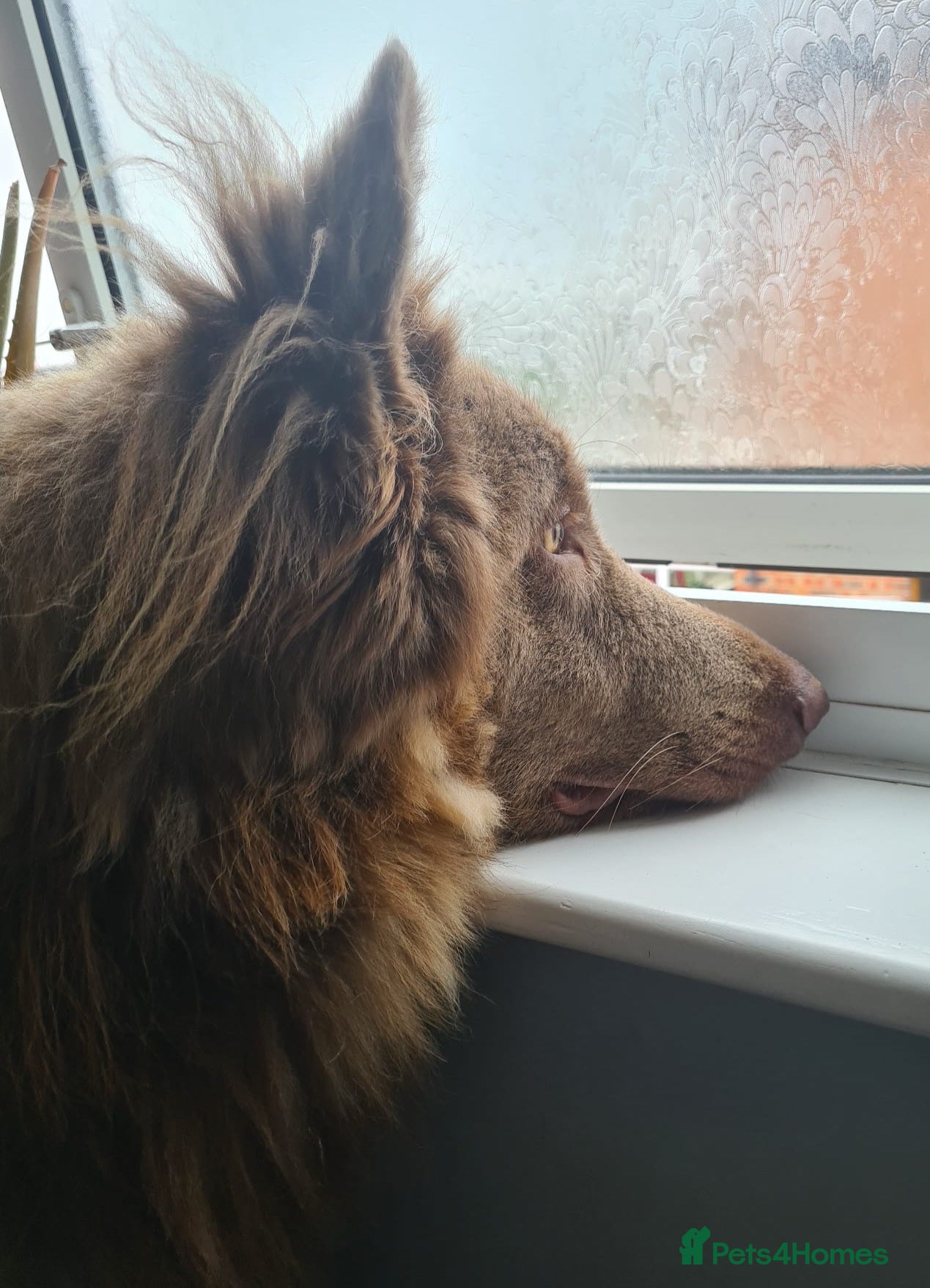 German Shepherd dogs Meet Sixty. Our Beautiful Isabella German Shepherd - Advert 2