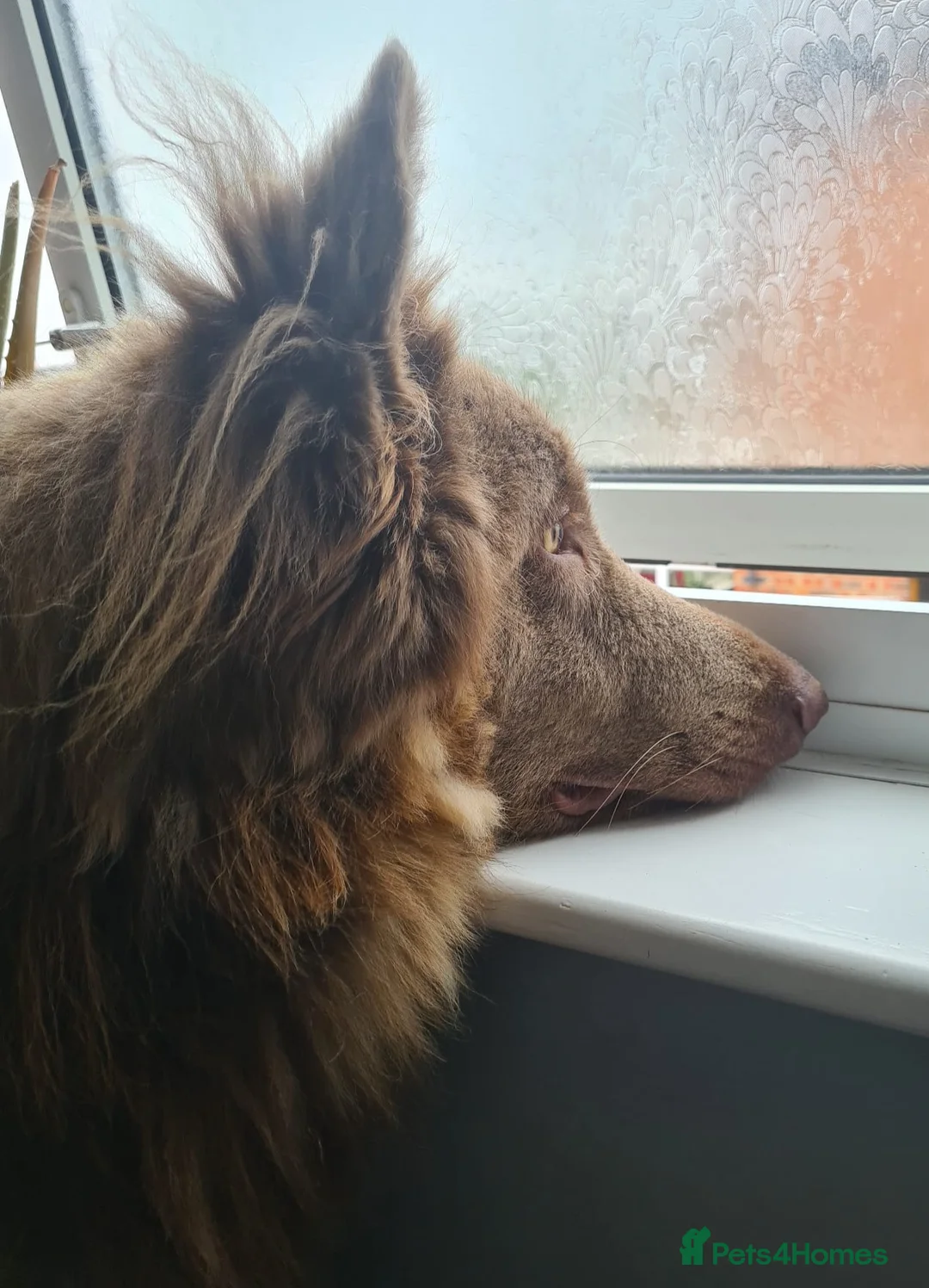 German Shepherd dogs for sale: Meet Sixty. Our Beautiful Isabella German Shepherd - Advert 1