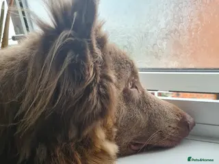 German Shepherd dogs Meet Sixty. Our Beautiful Isabella German Shepherd - Advert 3