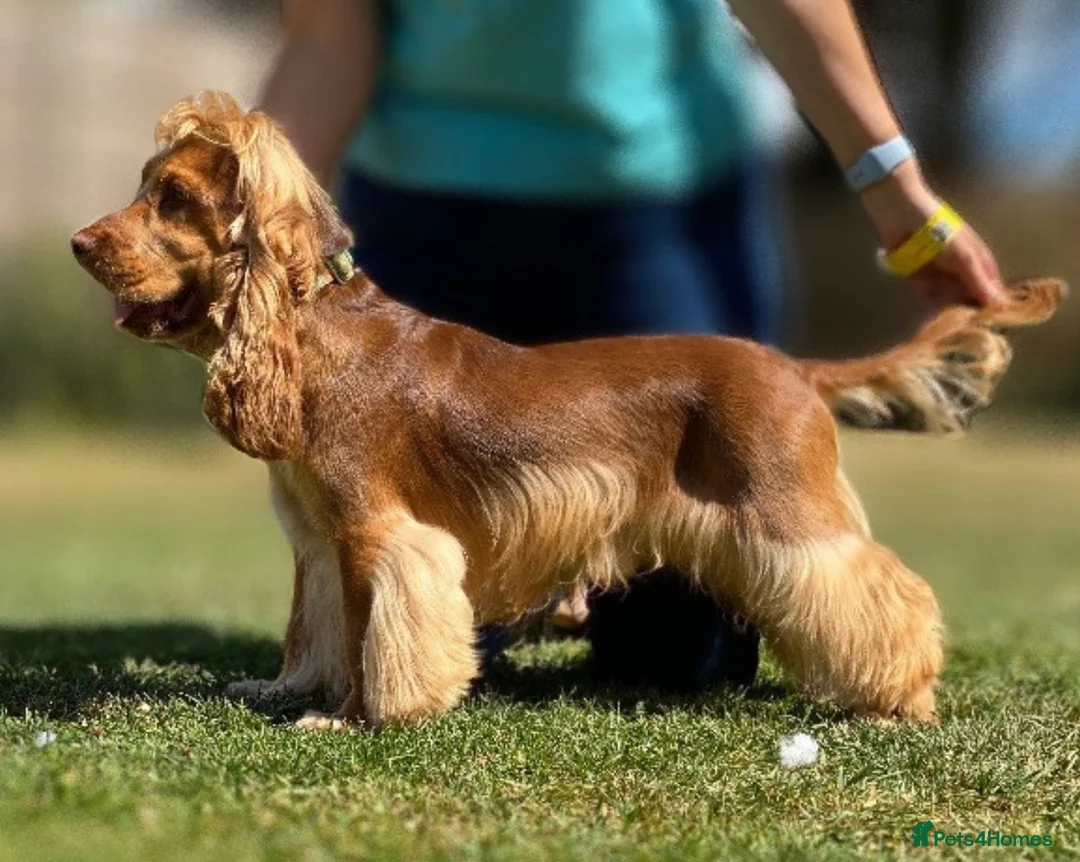 Cocker Spaniel dogs for stud: KC chocolate Sable Show Cocker at Stud in Bournemouth - Advert 2