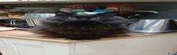 Maine Coon cats for sale: Maine coon kittens - Advert 9