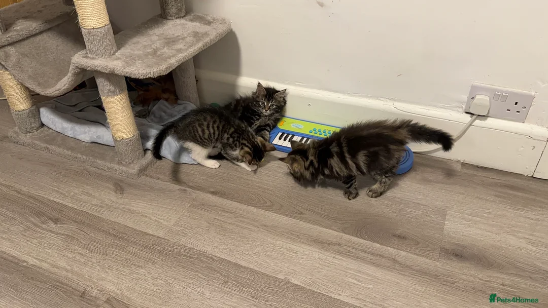 Mixed Breed cats for sale: Mixed-Breed Kittens.Ready for Their New Family - Advert 9