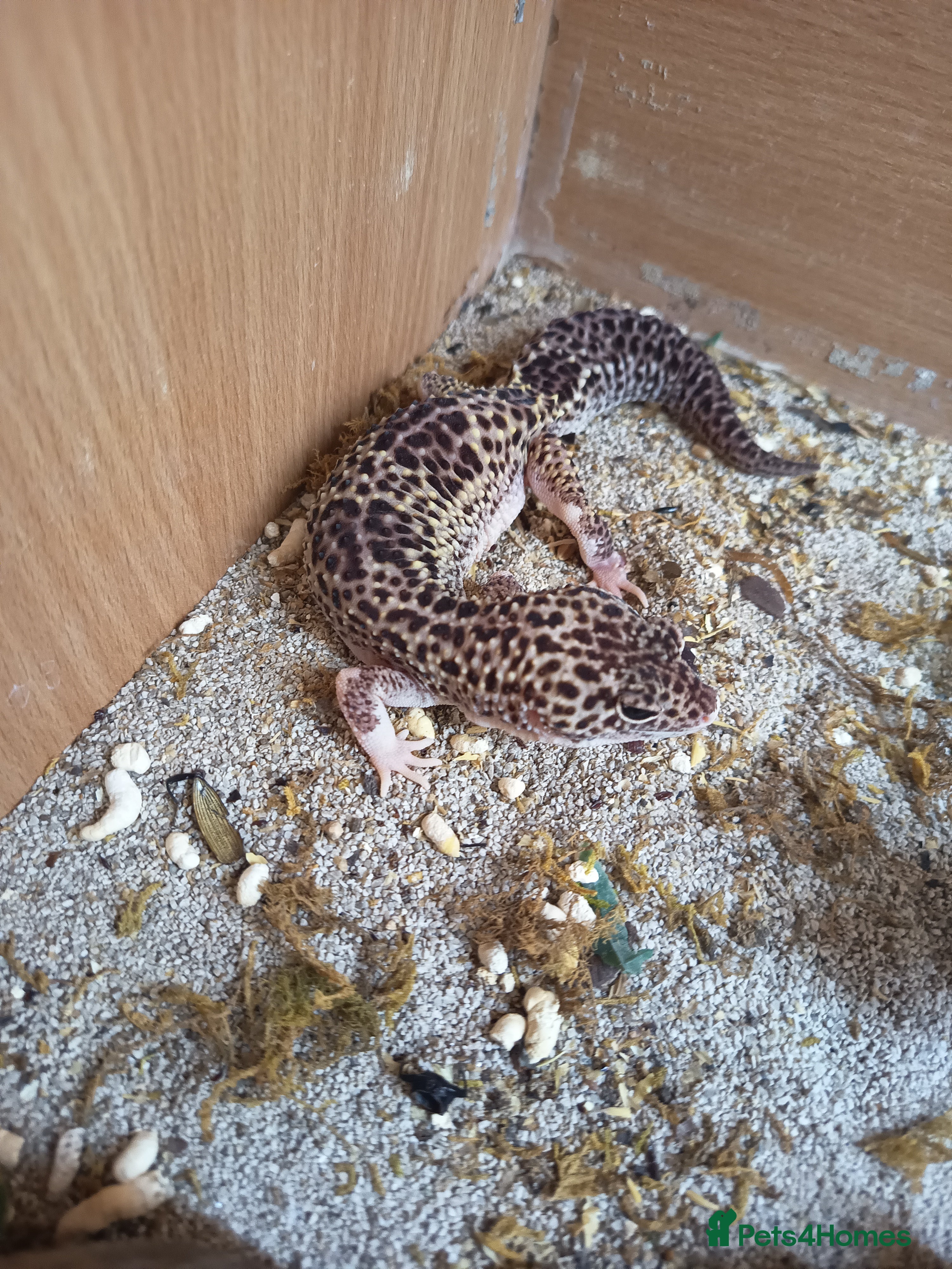 Gecko reptiles **edited**Leopard gecko (unsure of sex) - Advert 19
