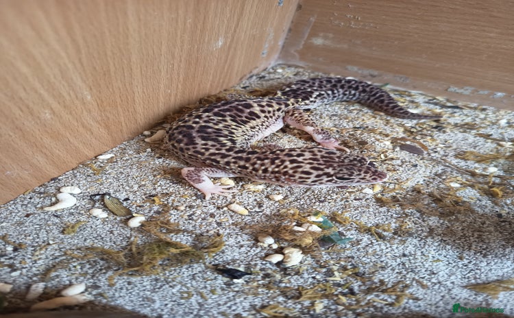 Gecko reptiles - Advert 1
