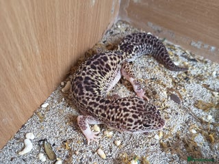 Gecko reptiles - Advert 6