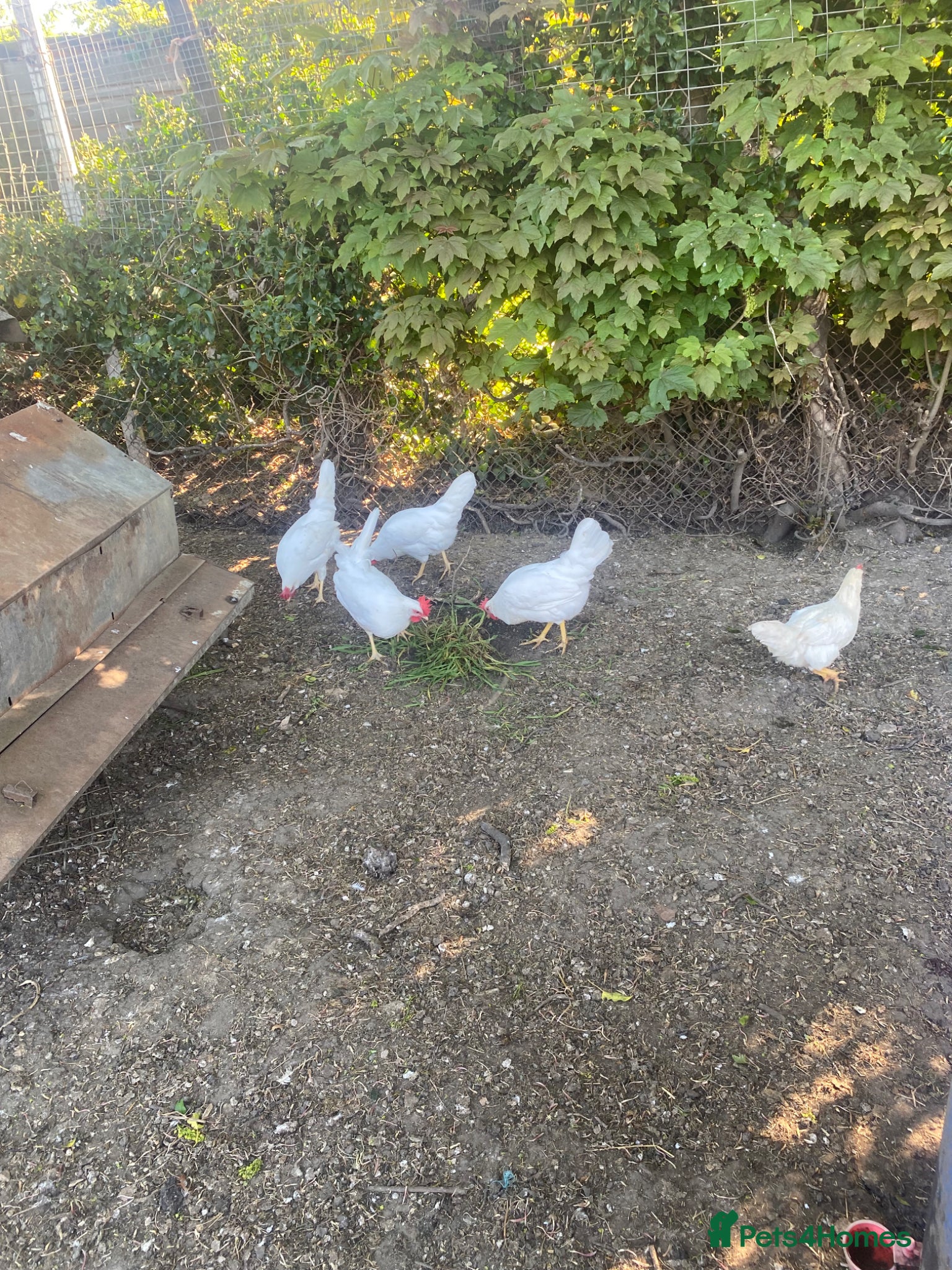 Chickens poultry Dekalb White hens - Advert 1