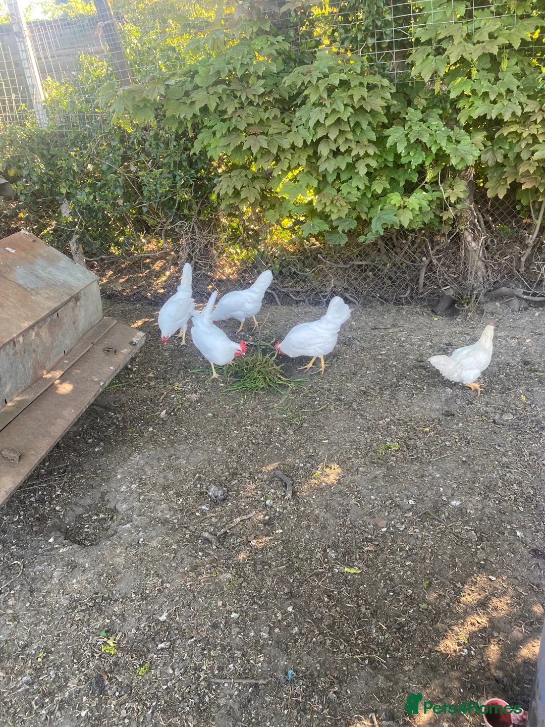 Chickens poultry for sale: Dekalb White hens - Advert 1