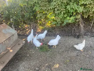 Chickens poultry Dekalb White hens - Advert 16