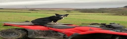 Border Collie dogs for sale: 7 Border Collie ISDS Registered Pups for Sale - Advert 13