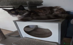 Maine Coon cats for sale: Maine coon - Image 8