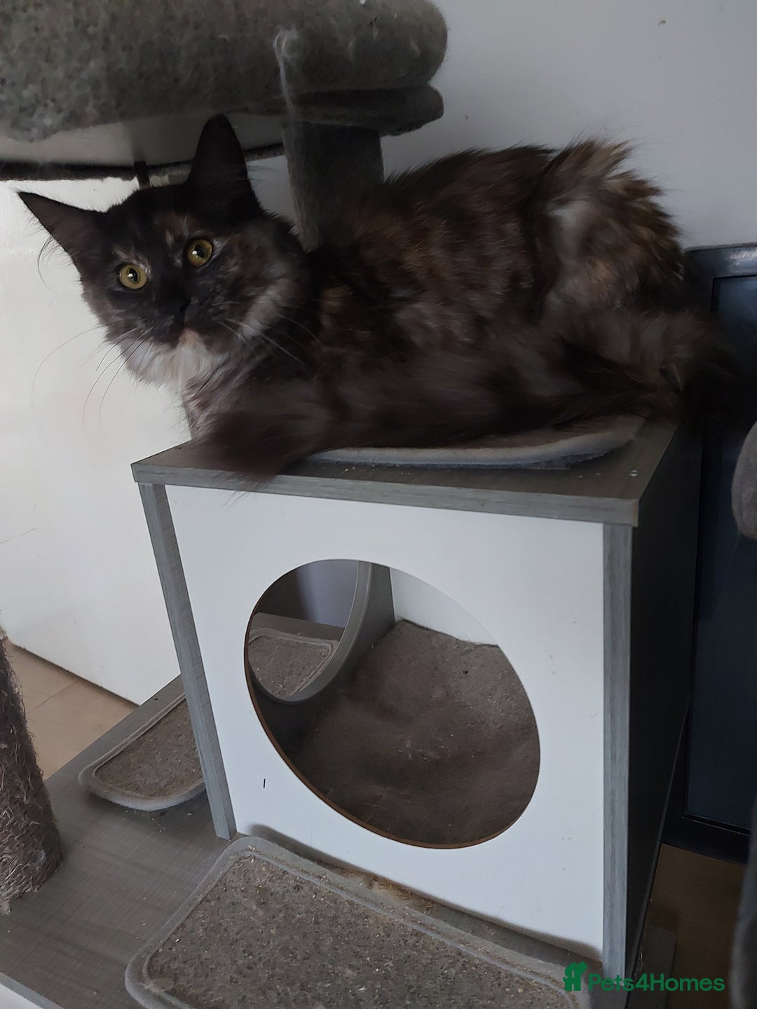 Maine Coon cats for sale: Maine coon - Image 8