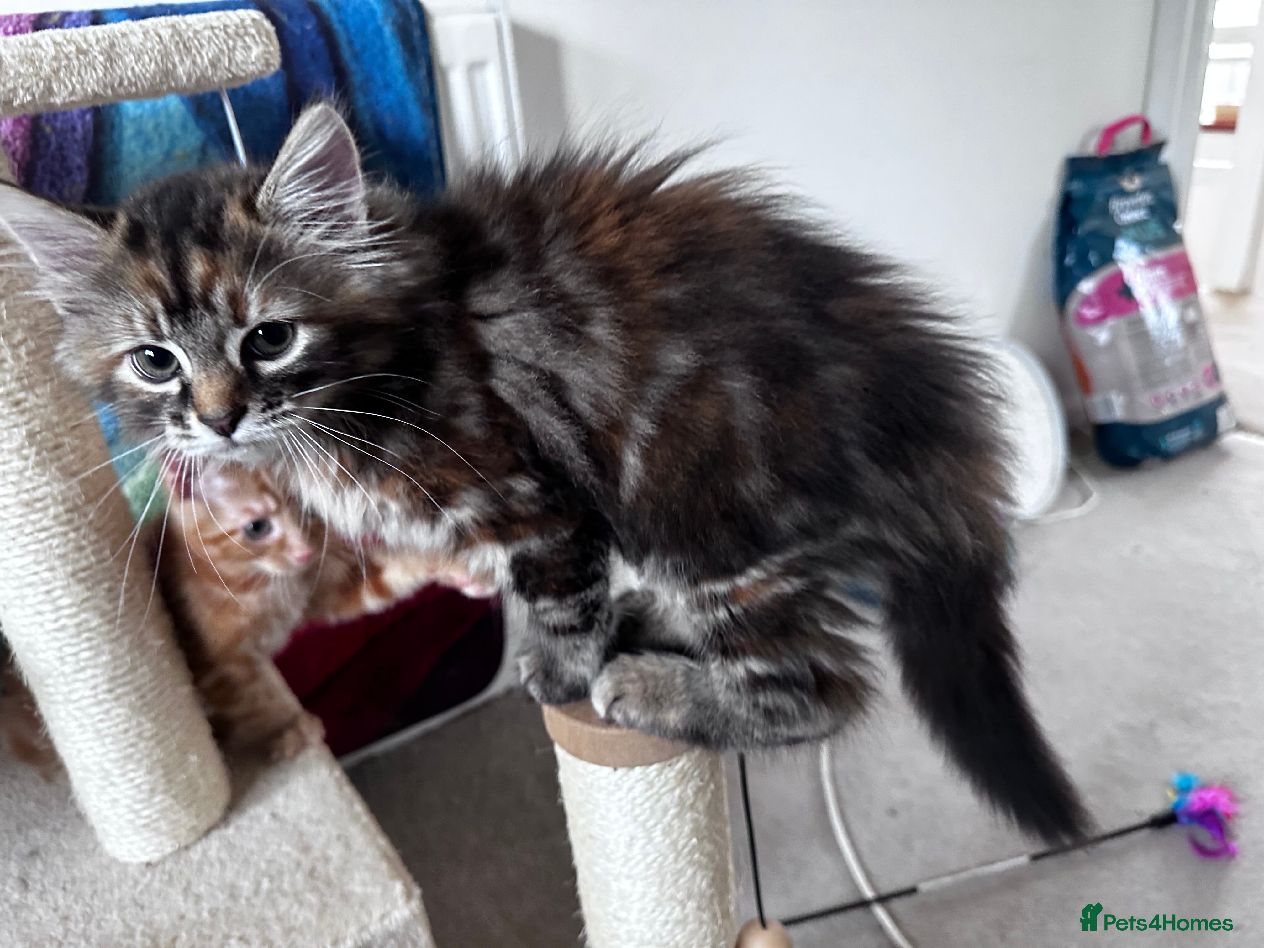 Mixed Breed cats Amiable mixed breed kttens - Advert 2