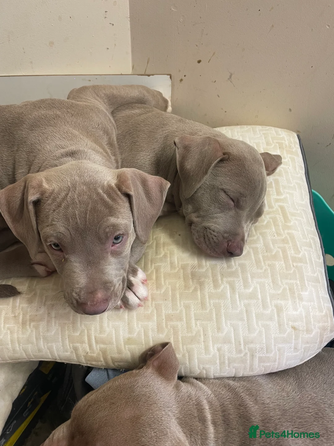 Mixed Breed dogs for sale: Blue merla - Advert 23