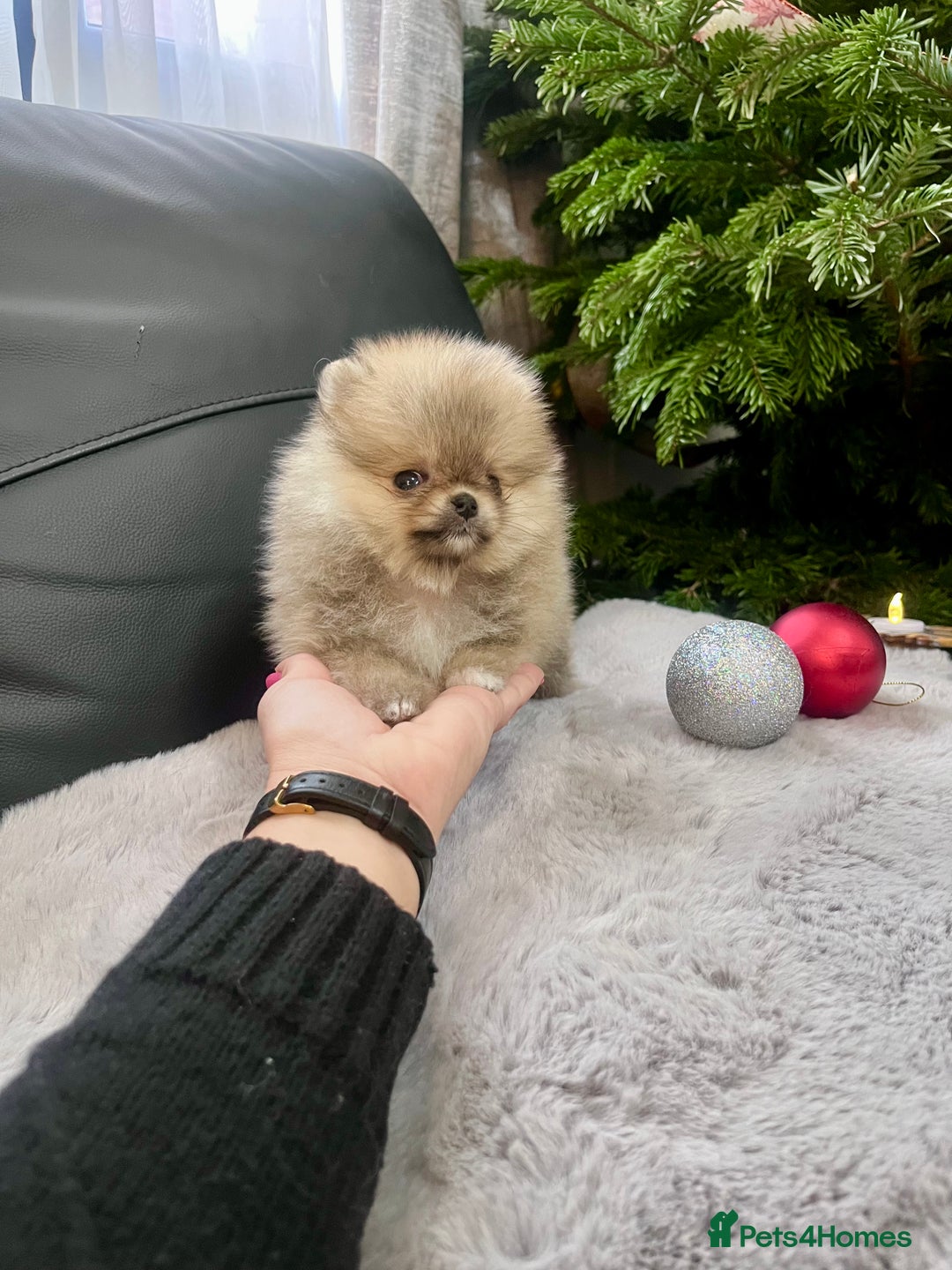 Pomeranian dogs for sale: 🔥Very Small 500gr.at 8weeks🐻Teddy Bear   - Advert 1