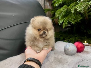 Pomeranian dogs 🔥Very Small 500gr.at 8weeks🐻Teddy Bear - Advert 1