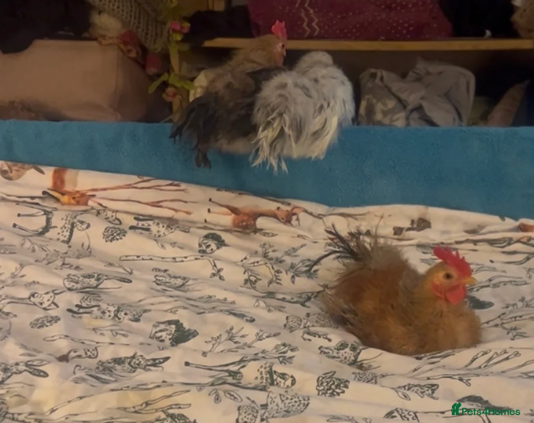 Hens poultry for sale: Tiny silkied serama hatching eggs in Leicester - Advert 2