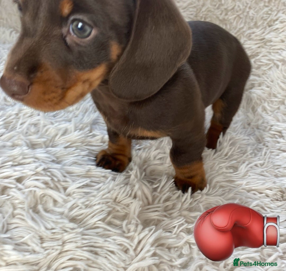 Miniature Dachshund dogs for sale: Chocolate and tan boys. - Advert 8