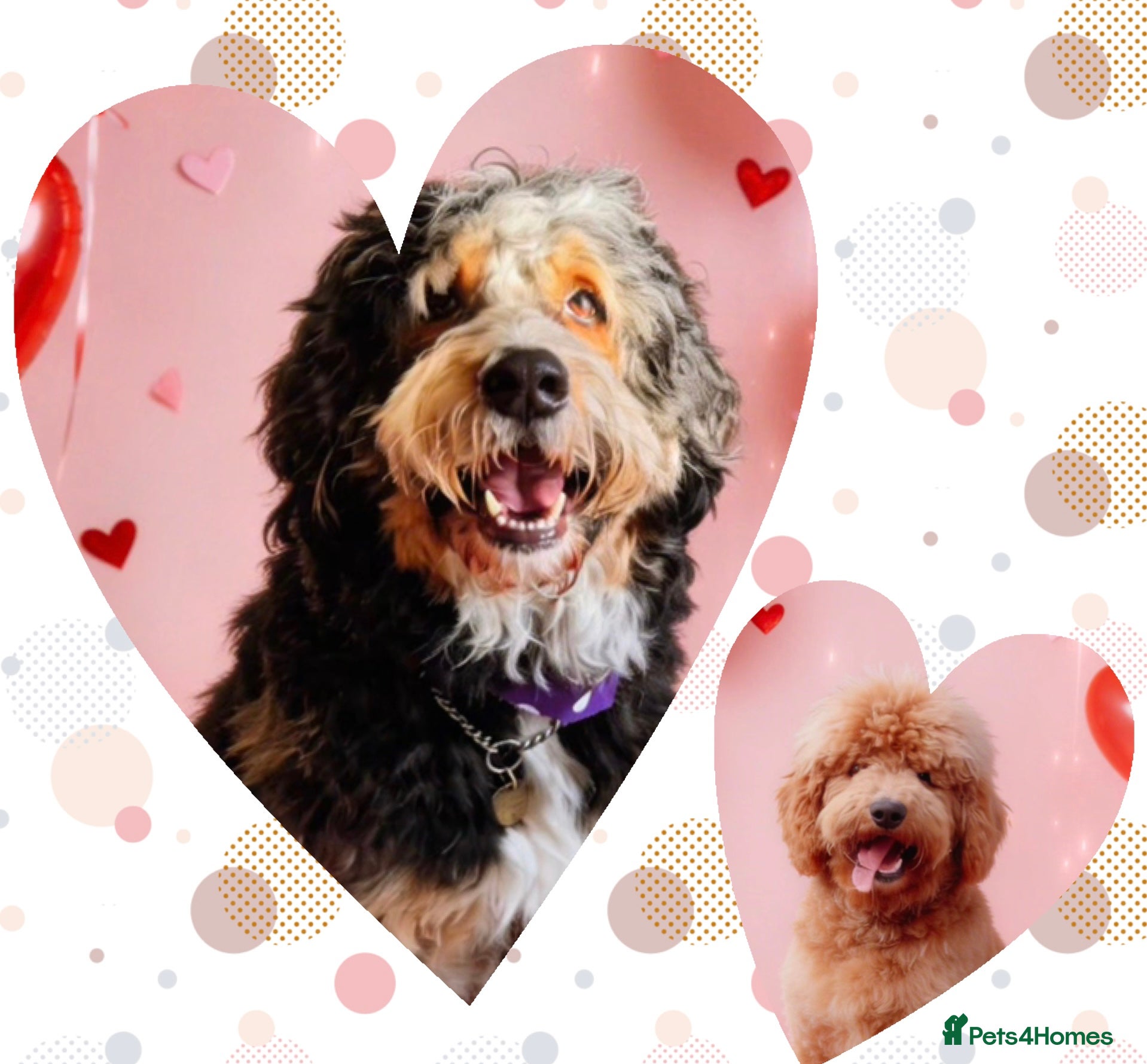 Bernedoodle dogs Large Standard Bernedoodles  - Advert 7