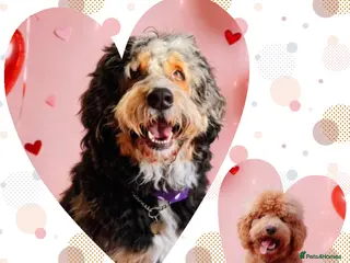 Bernedoodle dogs Large Standard Bernedoodles - Advert 13