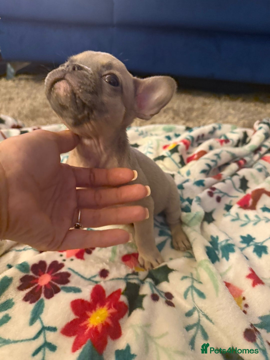 French Bulldog dogs for sale: French bulldog puppies  - Advert 15