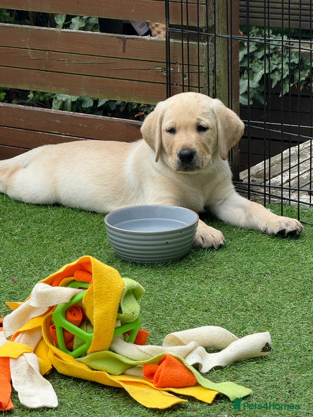 Labrador Retriever dogs for sale: 9 KC Registered White/Yellow Labrador puppies in Prestatyn - Image 15