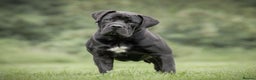 Mastiff dogs for stud: Black Boerboel for Stud in Batley - Advert 6