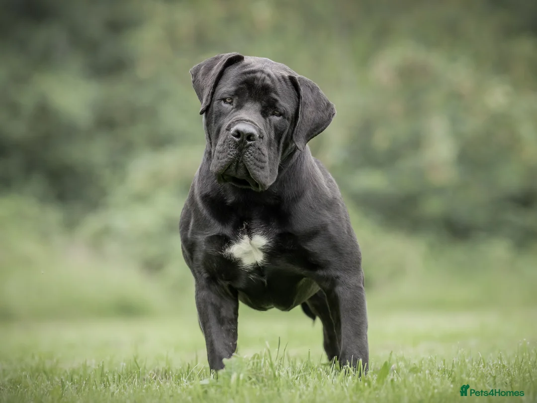 Mastiff dogs for stud: Black Boerboel for Stud in Batley - Advert 7