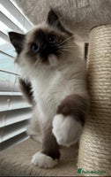 Ragdoll cats Ragdoll kittens one boy left seal mitted. - Advert 10