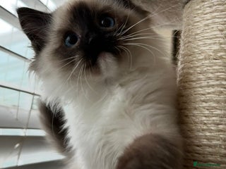 Ragdoll cats Ragdoll kittens one boy left seal mitted. - Advert 18