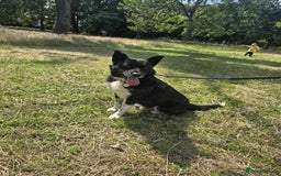 Mixed Breed dogs for adoption: Freckles is ready to find a family! - Image 3
